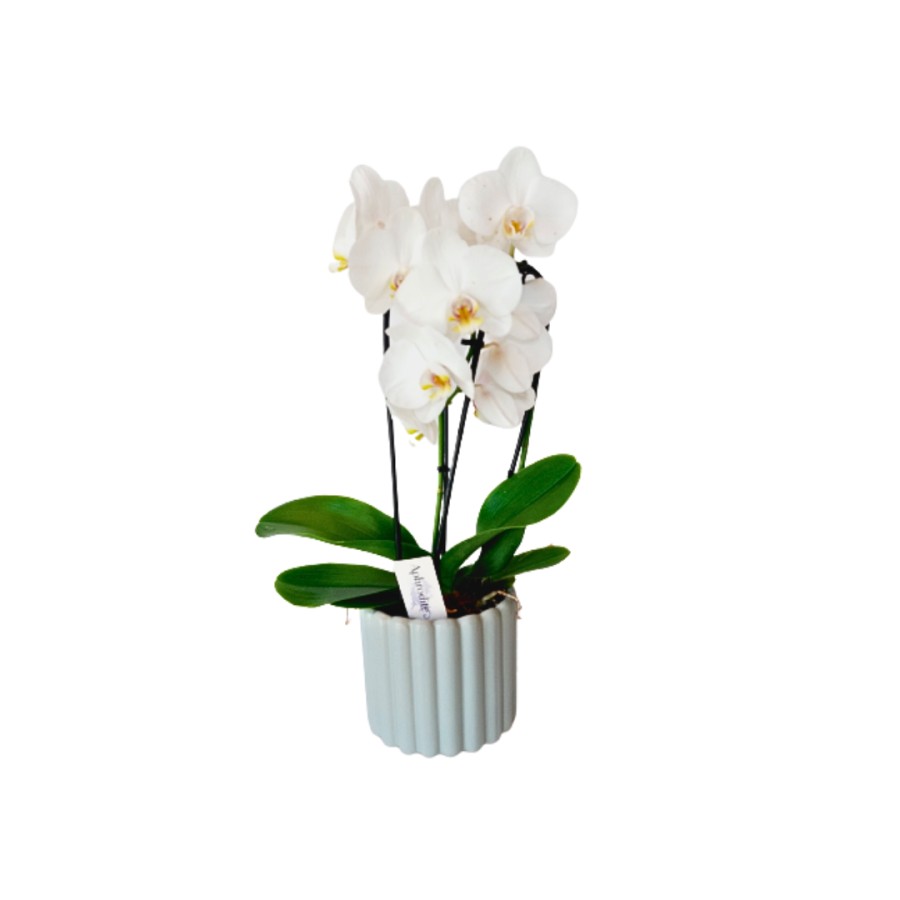 Phalaenopsis imagem